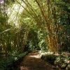 Bamboo lined path at Allerton Garden