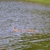 Mama and eleven ducklings at North-South Lake, NY
