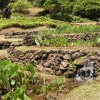 Tiered taro beds at Limahuli Gardens